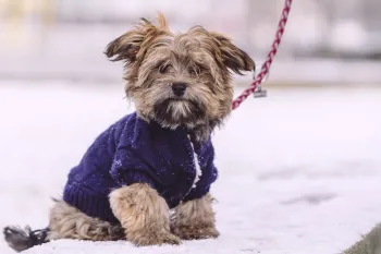 puppy sitting leashed on snowy wall