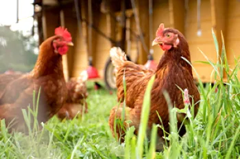 Pasture-raised chickens