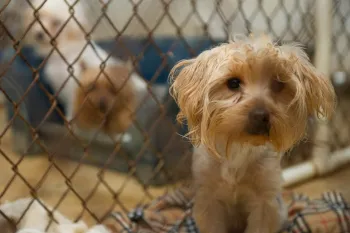 Small scared puppy in a puppy mill cage with other scared puppies in the background