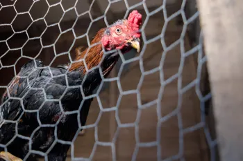 A rooster looks out from a caged enclosure.