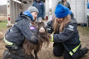 A goat is being rescued by the HSUS Animal Rescue Team.