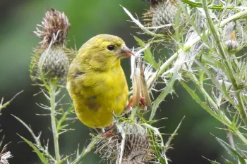 A goldfinch sitting on a thistle plant.