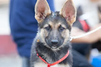 Sweet dog looking at the camera