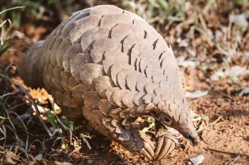 Photo of Cory, the pangolin.