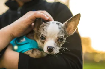 Boy holding a Chihuahua dog