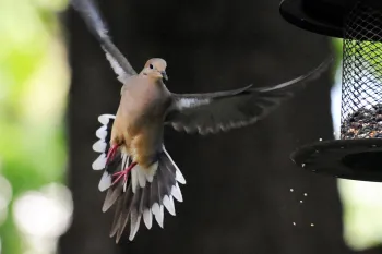 Mourning dove flying to a bird feeder