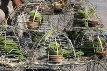 Parakeets in cages