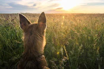 Dog looking at a sunset