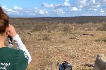 A woman in a green shirt looks out over African savanna and sees multiple giraffes