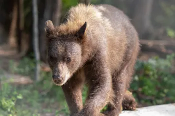 A bear looks at the camera while moving along the edge of a pool with trees in the background