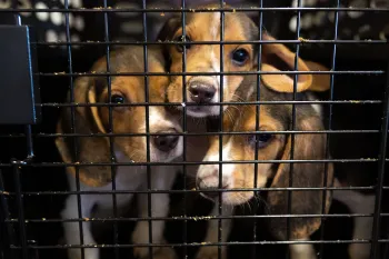 Three beagle puppies in a carrier during rescue transport