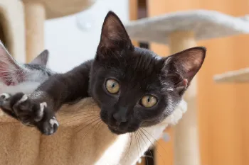 kitten relaxing inside cat bed stretching out paw showing claws