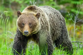 grizzly bear in grass field