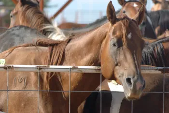 American horses in export pens before being transported to slaughter 