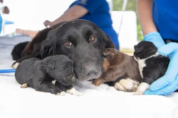 HSUS staff member with a dog and her puppies rescued from a large-scale alleged cruelty case at a puppy breeding operation in Hertford County, North Carolina.