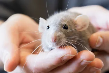 Person holding a cute pet rat