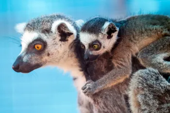 Lemurs in temporary area at Black Beauty Ranch after being rescued from a zoo in Puerto Rico