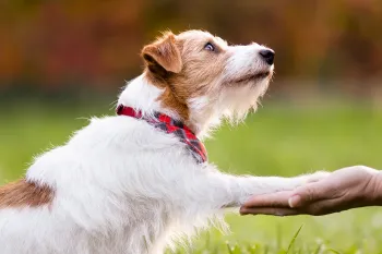 Person training cute, small dog