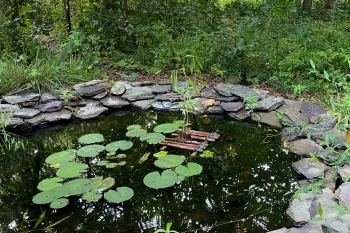 a naturalistic pond