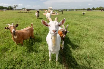 A group of goats standing in a green field looking at the viewer