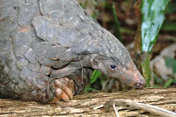 close up of pangolin on a log