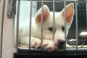 Bored, lonely puppy in cage at Petland store