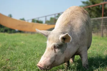 A pig eats grass in an animal sanctuary