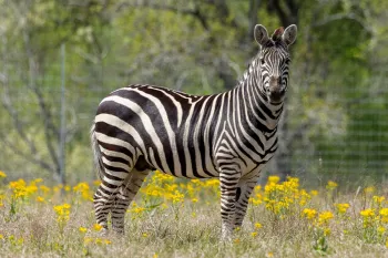 A zebra stands on a field of yellow flowers