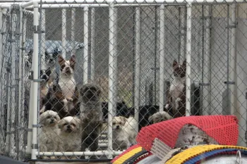 Many dogs in small cage at commercial dog breeder farm