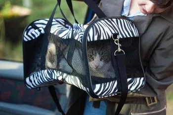 Pet cat in travel carrier going into a car