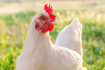 Hen roaming freely in valley