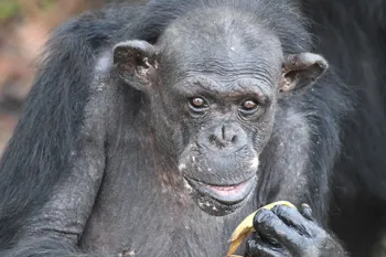 Samantha the chimp living at Humane Society International’s Second Chance Chimpanzee Refuge Liberia