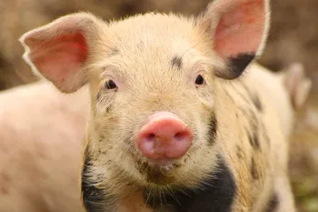 Cute piglet on farm