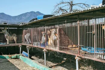 Backed out view of several cages filled with dogs at a dog meat farm.