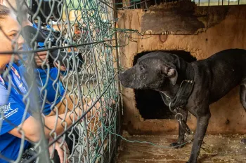 Dog before being rescued from an alleged dogfighting situation in NC.