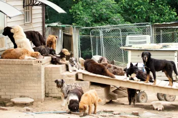 Many dogs dogs living in filthy conditions on the property of a high-volume breeder