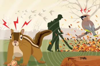 Illustration of a chipmunk and bird being disturbed the the noise of a leaf blower.