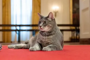 President Biden's cat Willow explores the White House