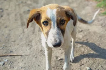 Sad homeless dog looks at camera