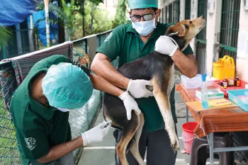 HSI staff providing a vaccine to a street dog in India