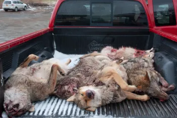 Coyote corpses lay in back of a truck after a wildlife killing contest