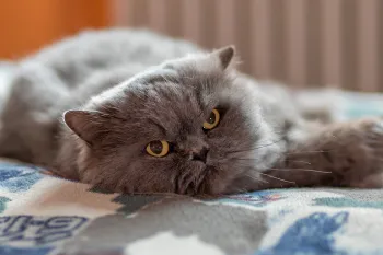 Sleepy cat resting on blanket