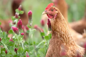 Brown chicken in a field.