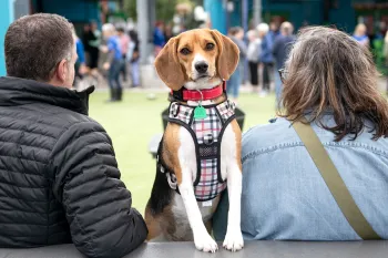 A beagle peers at the camera as her owners sit beside her looking away.