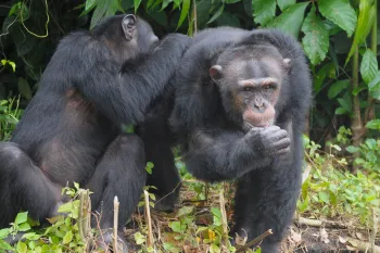 Two chimps at HSI’s Second Chance Chimpanzee Refuge