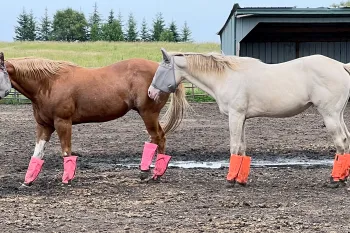 Two horses standing next to each other outdoors.