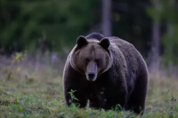 A large brown bear stands in a grassy field, its dark fur contrasting with the muted green and brown tones of the background