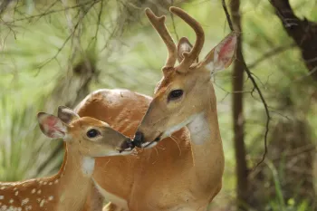 A fawn and a buck, with noses gently touching in the forest. The fawn, looks up at the buck, whose antlers are still developing.
