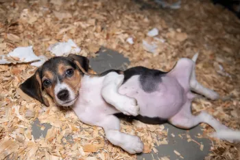 A beagle puppy with large ears lies on its back on a bed of wood shavings. The puppy's belly is exposed, which is pale pink with dark spots.