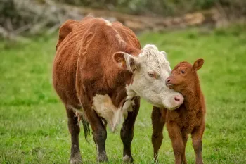 Nuzzling cows